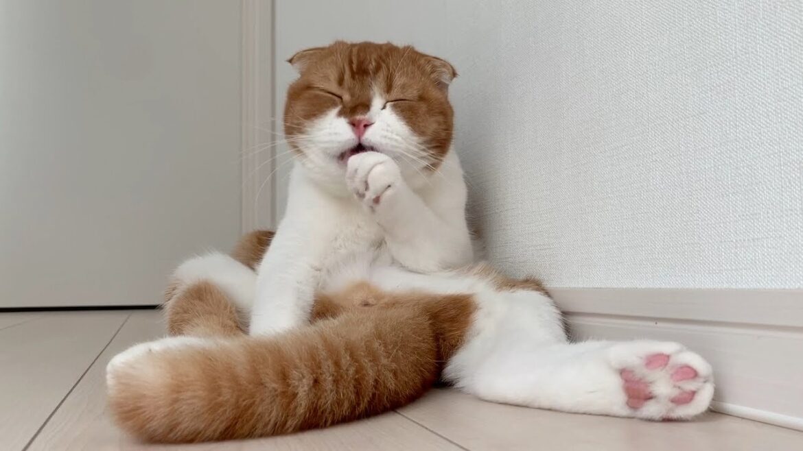 柔らかくスコ座りする猫【スコティッシュフォールド】