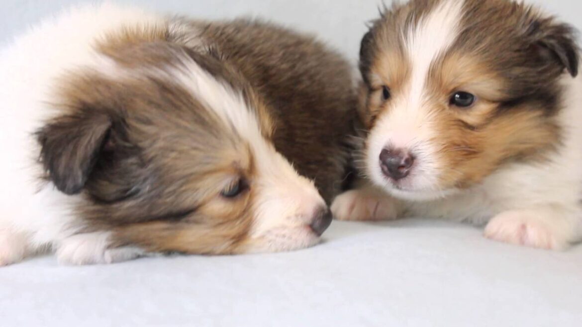 関東・神奈川県シェットランドシープドッグブリーダーの子犬（2016/03/24生れ）｜【子犬販売　スマイルわん】