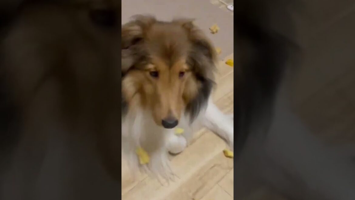 クッションを破壊するシェルティ #Shorts #Sheltie #シェルティ