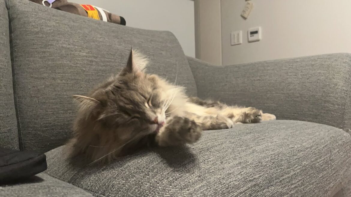【猫ライブ】わたあめ猫眠ってます🤭ノルウェージャンフォレストキャット