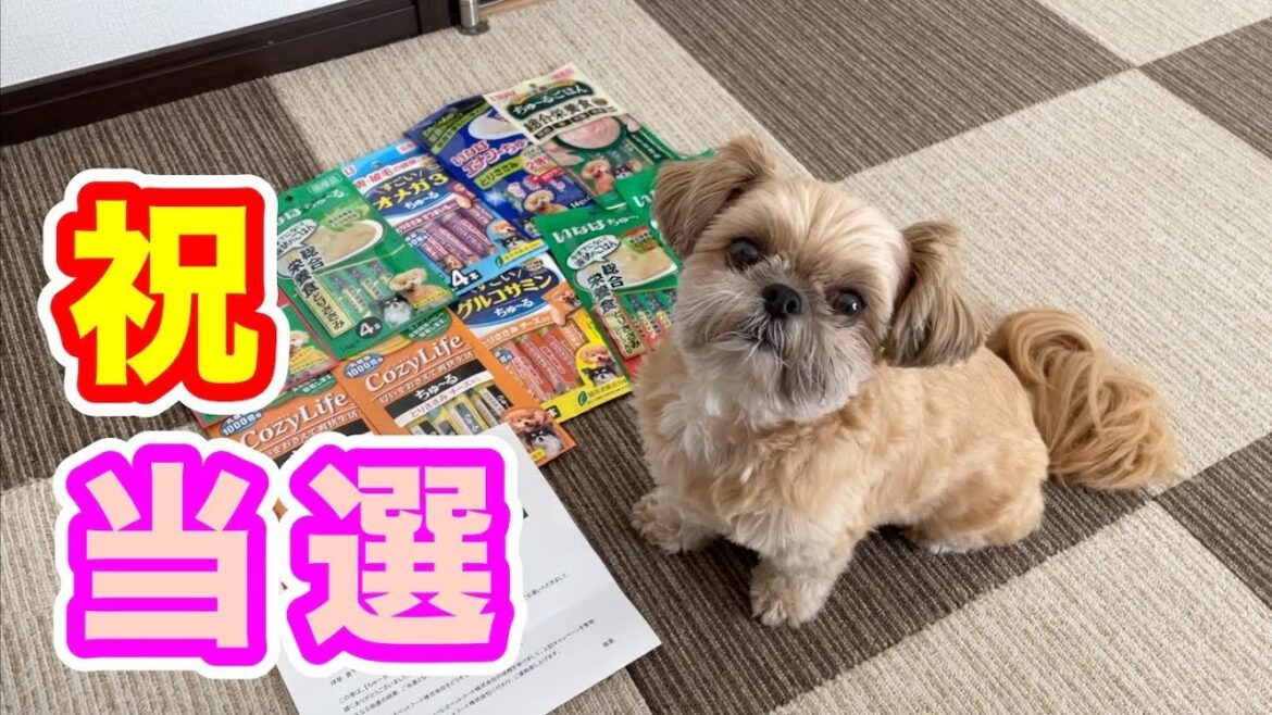 Wanちゅーる 詰め合わせセットが当たりました！ チワワ×シーズー