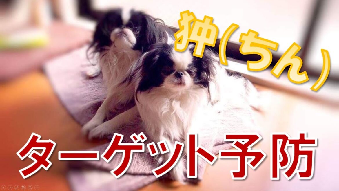 【狆】珍犬種！？狆（ちん）のターゲット予防！なりやすい病気から予防しよう［予防 × 獣医］
