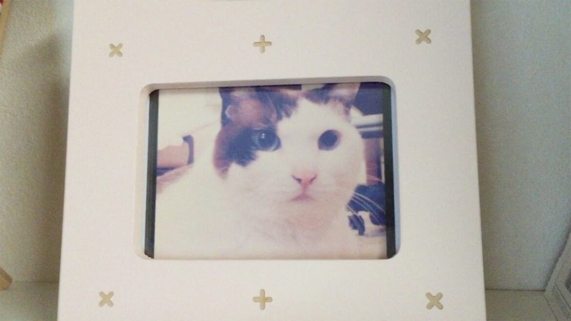 日本猫「ハナ」突然のお別れ。享年１６歳でした。長生きしたね。[追加コメ] Rest in Peace Hana