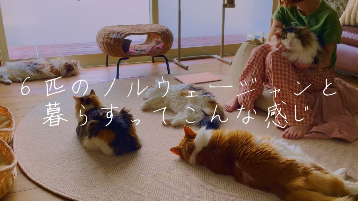 ６匹のノルウェージャンフォレストキャットと過ごす夏休み中モーニングルーティン-morningroutine-