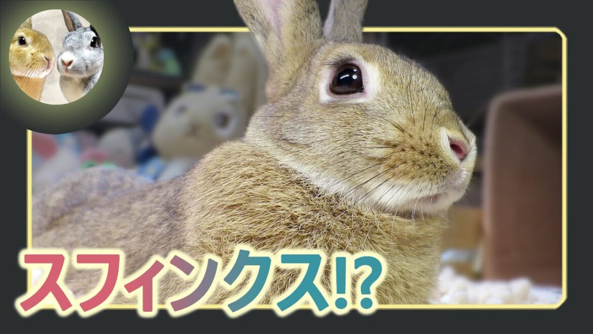 🐇スフィンクス座りで🐰、ず～っと動かん😅【 ウサギのちゃび 】　2022年11月4日