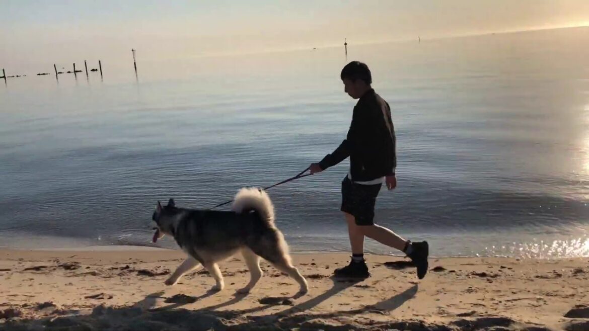アラスカンマラミュートと一緒に浜辺をお散歩　walking with Alaskan malamute on the beach