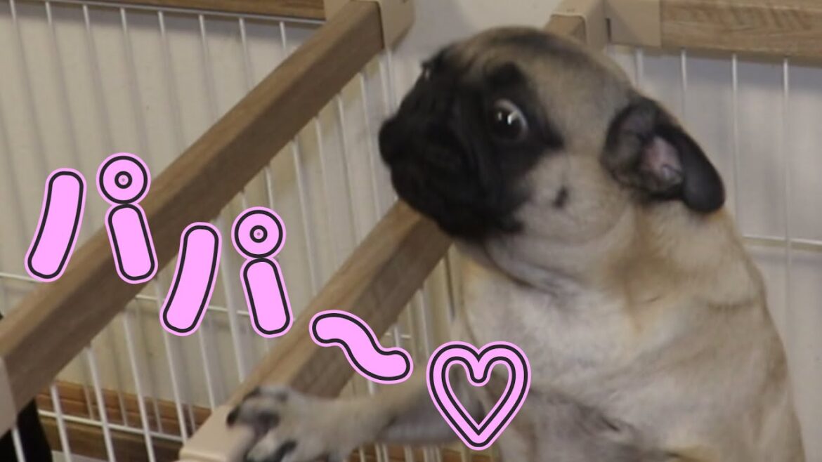 帰宅時のパパとママへの対応が違い過ぎるうちのおパグ達【パグ多頭】 帰宅時のパパとママへの対応が違い過ぎるうちのおパグ達【パグ多頭】