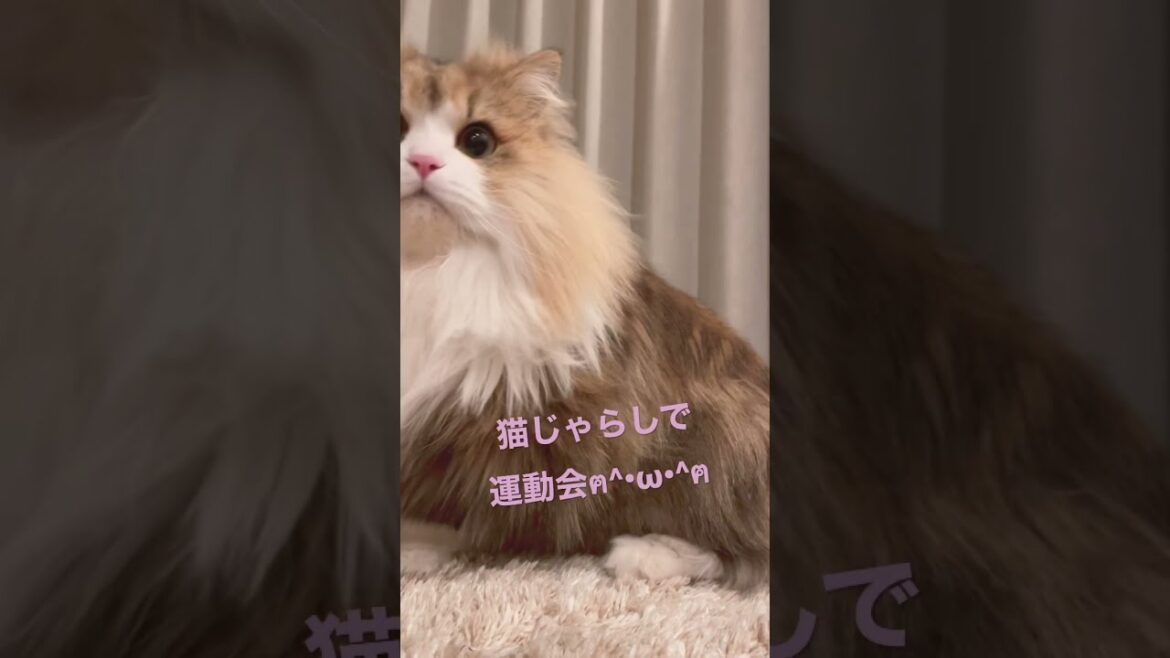 きみの愛馬(愛猫)が！ずきゅんどきゅん 走り出しー #shorts #ペット #ミヌエット