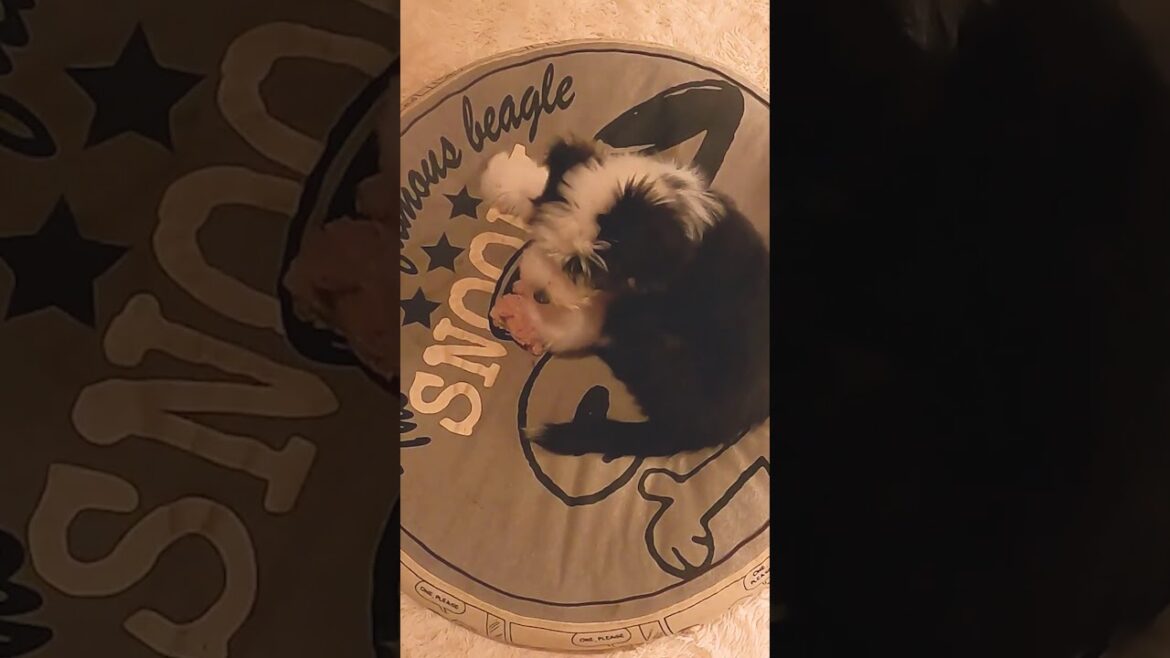 #Shorts【田舎暮らし】 もふもふ犬 ビアデットコリー 子犬の成長記録まとめ! #Shorts【田舎暮らし】 もふもふ犬 ビアデットコリー 子犬の成長記録まとめ!