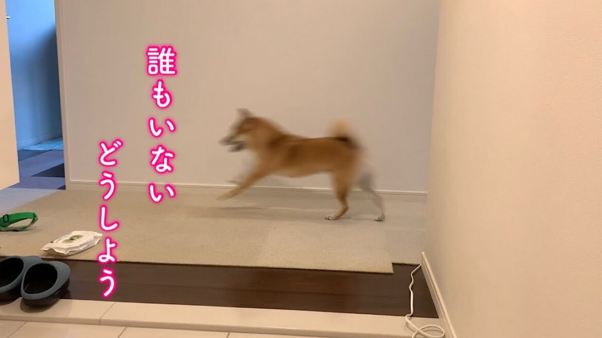 愛犬を家で独りしたらプチパニックを起こしていました
