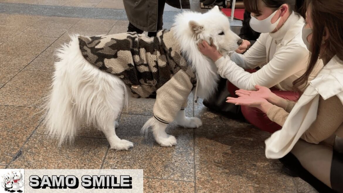 【じぃちゃんサモエド】さっき、ボクのことを見てましたね。散歩終了で帰る気マンマンなんですけど。三宮センター街 サモエド散歩 帰宅編