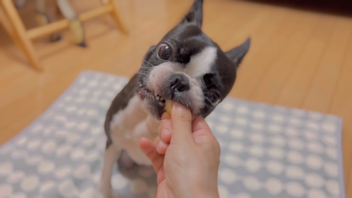 りんごをあげたら手も食べてしまう犬と餌を撒き散らす2歳児との日常動画【ボストンテリア】