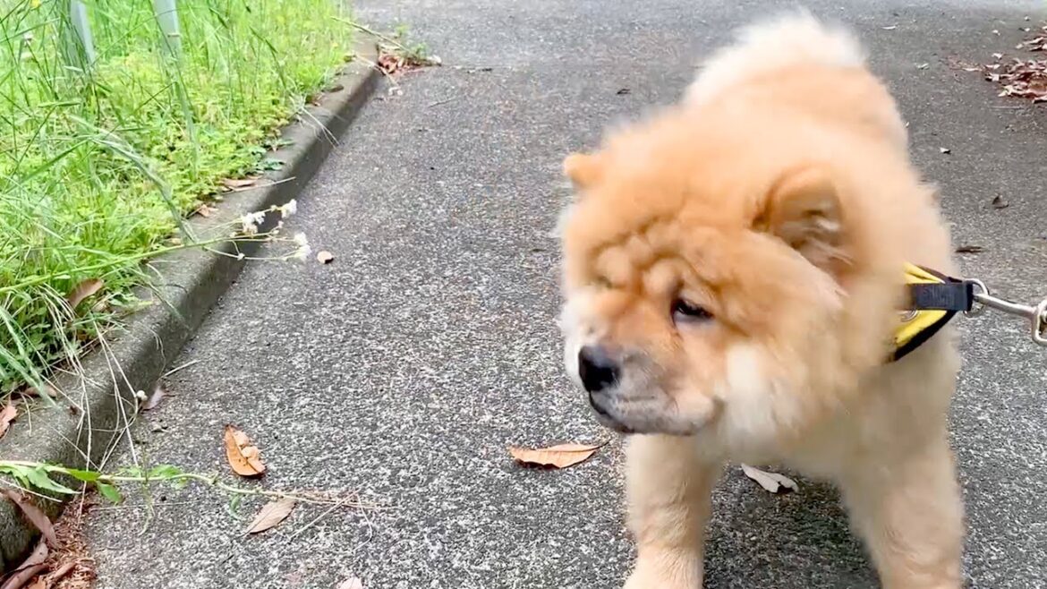 花にメンチを切られてヒートアップするチャウチャウ犬