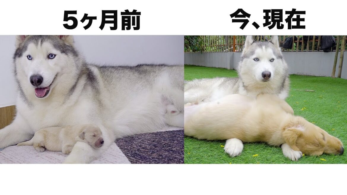 ハスキー犬に育てられたゴールデンレトリバー子犬は5ヶ月後にこうなりました「5ヶ月成長記録」 ハスキー犬に育てられたゴールデンレトリバー子犬は5ヶ月後にこうなりました「5ヶ月成長記録」