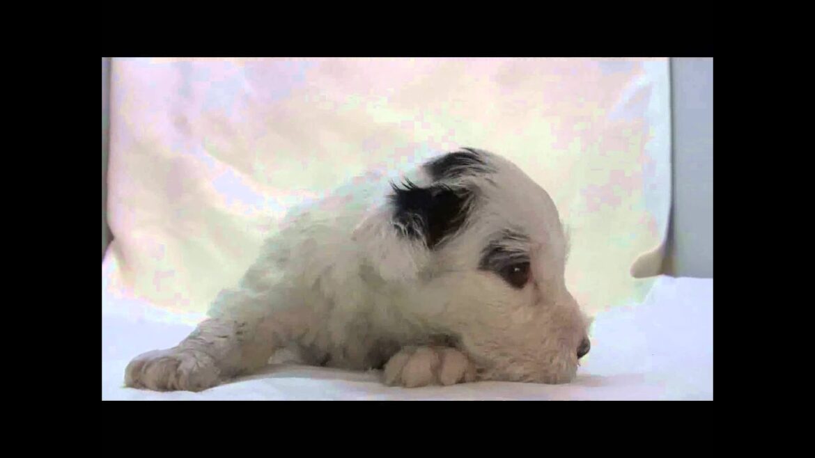 シーリハムテリアの子犬02