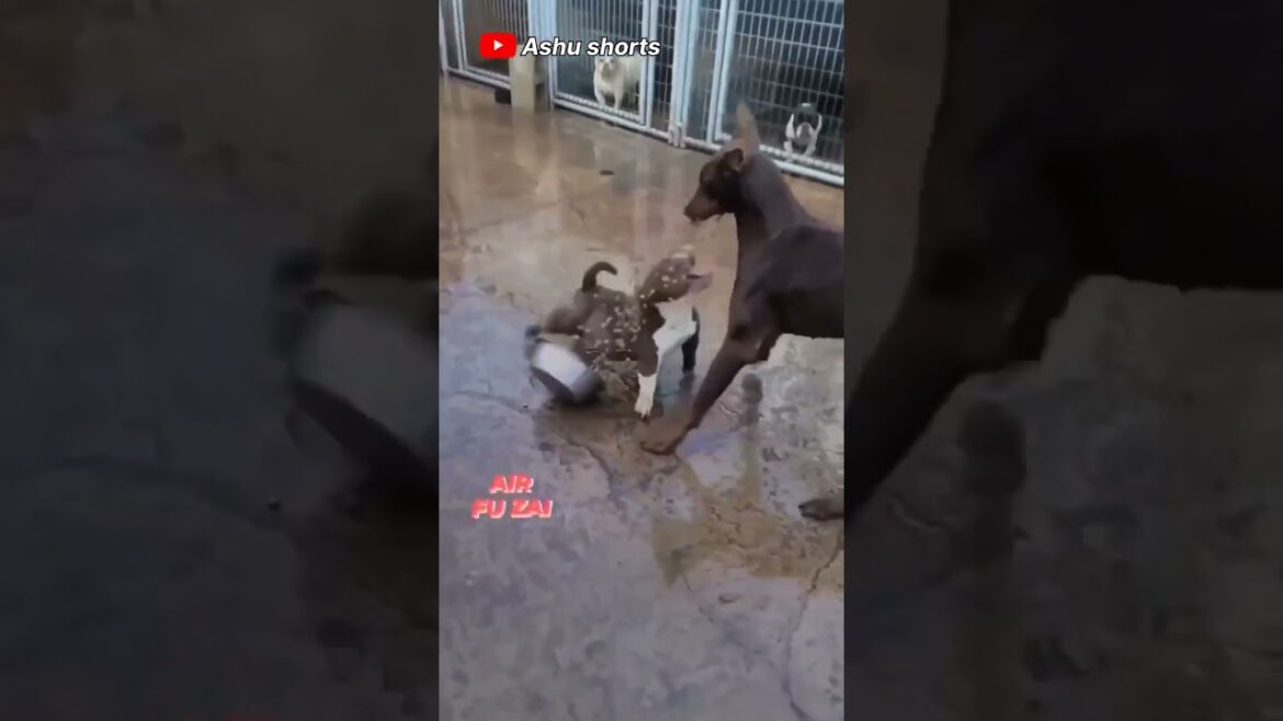 pitbull vs doberman dog 🐕 fight #shorts #trending #viral #youtubeshorts #tiktok #subscribe #pitbull