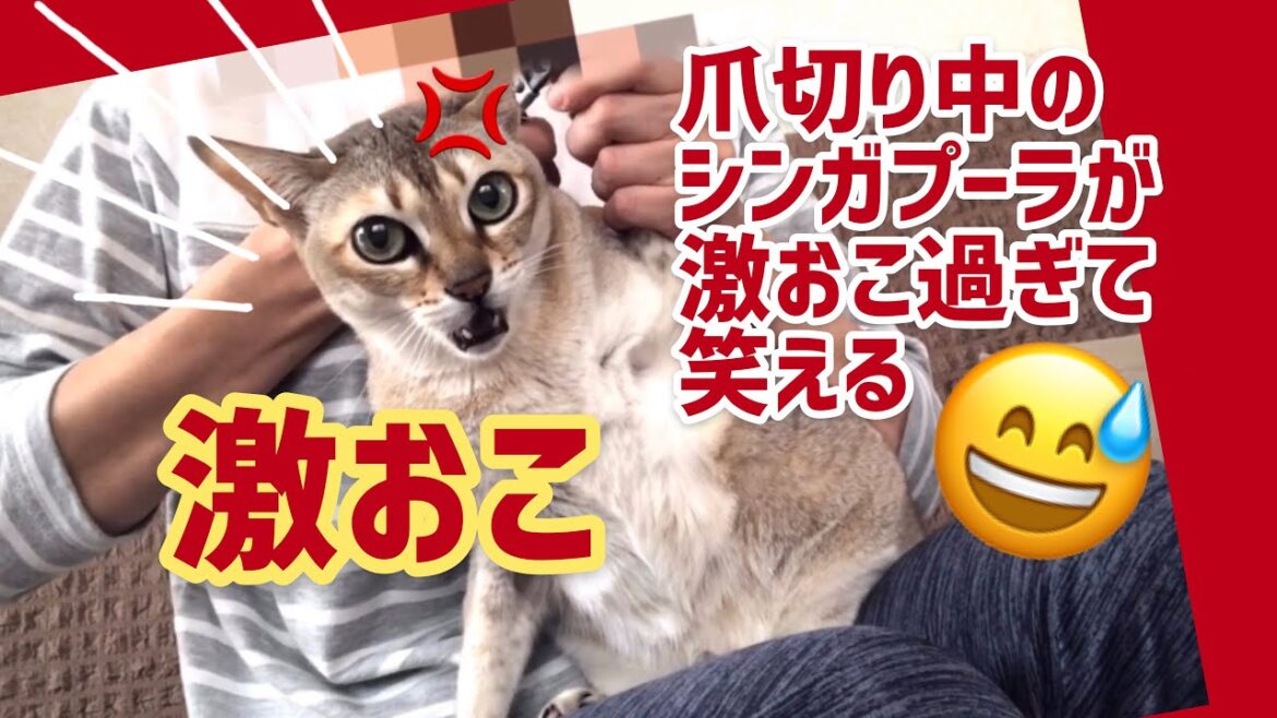 爪切り中のシンガプーラが激おこ過ぎて笑える😅 #11