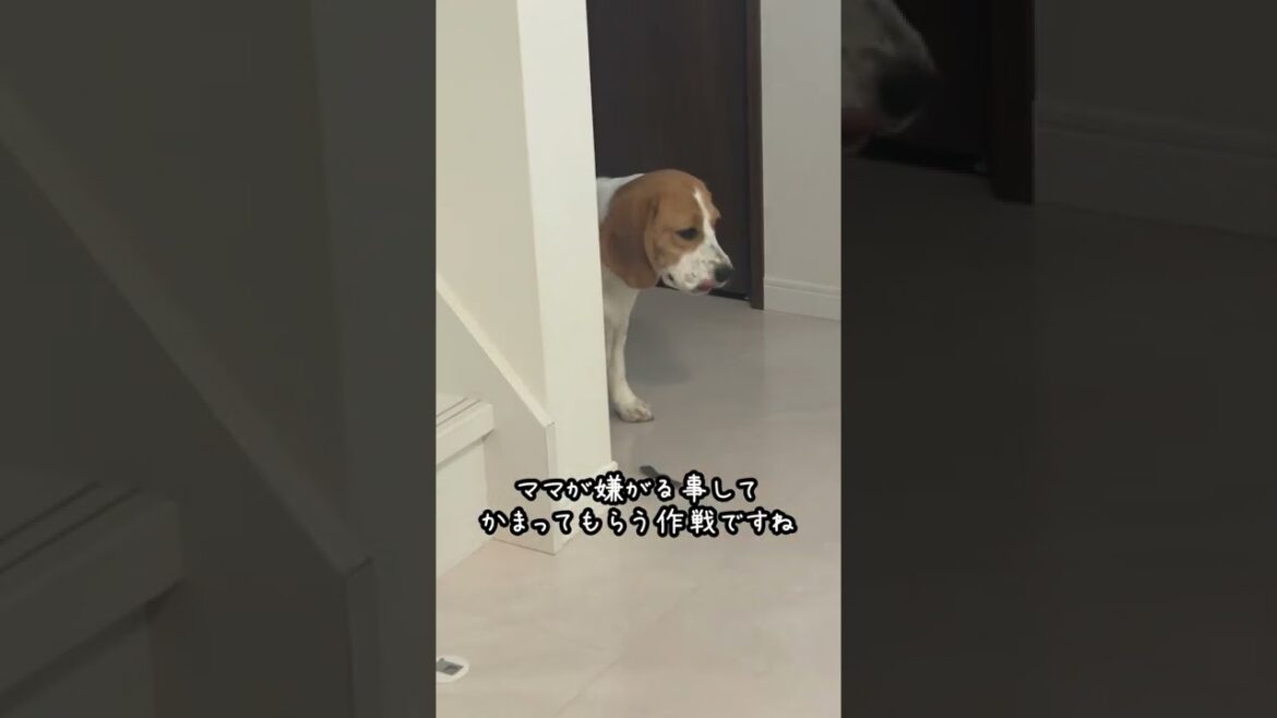 かまって欲しくて色々仕掛けてくるビーグル犬　#shorts