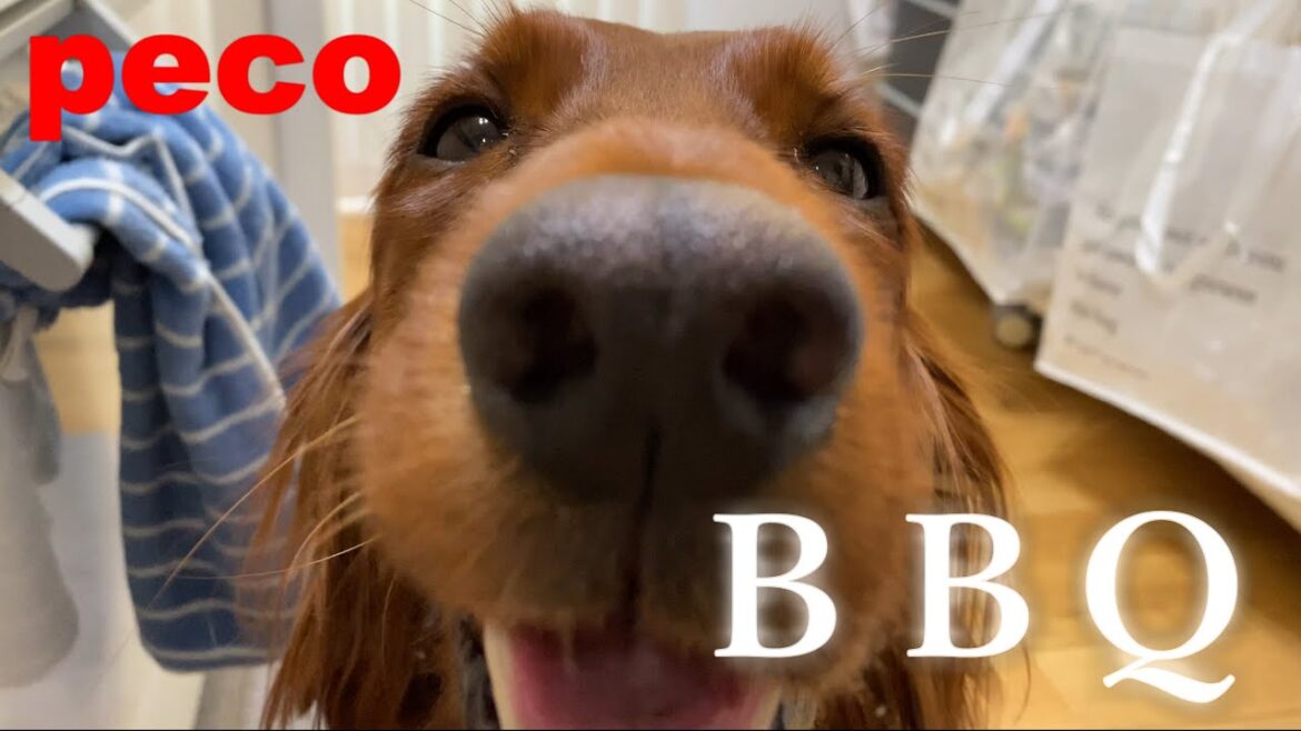 ＢＢＱ －デザート付－（peco　Barbecue with Dessert）　アイリッシュセター（アイリッシュセッター）Irish Setor（Irish Setter）