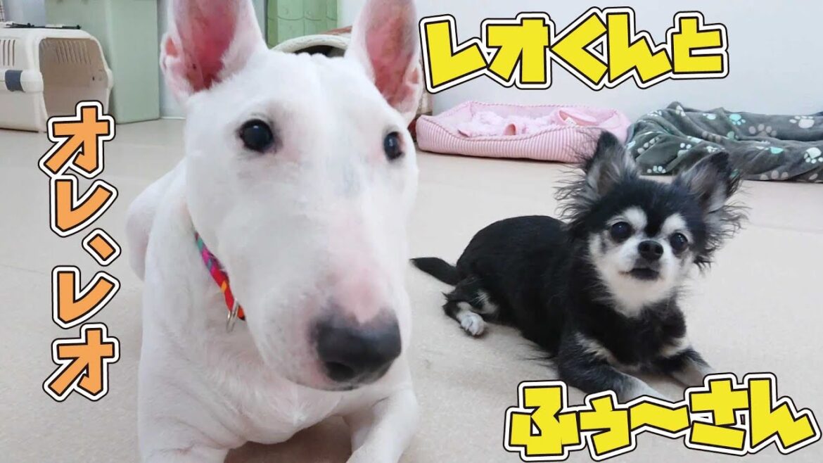 ミニチュアブルテリアのレオくんとチワワのふぅ～さん　🐶ひみつきちなう！#1🐶  (チワワ ビションフリーゼ マルチーズ ミニチュアブルテリア)