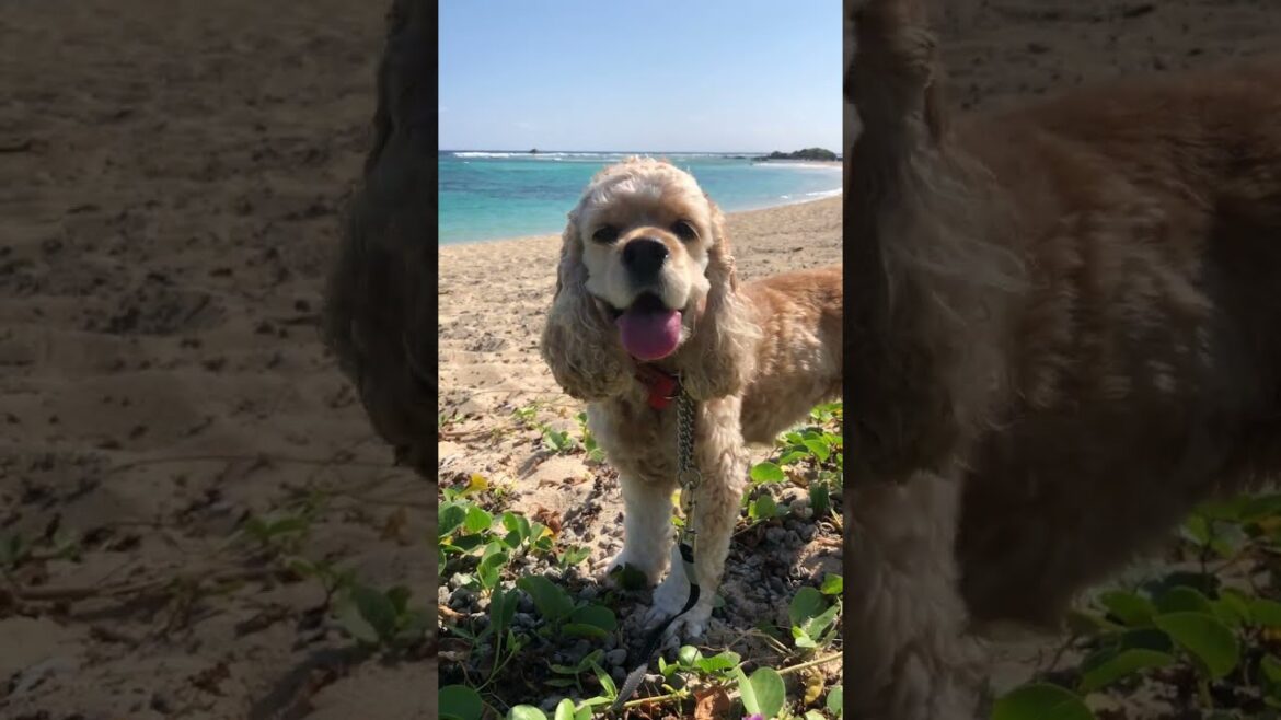 Dog enjoying the sea of Amami Oshima #shorts #dog #cockerspaniel