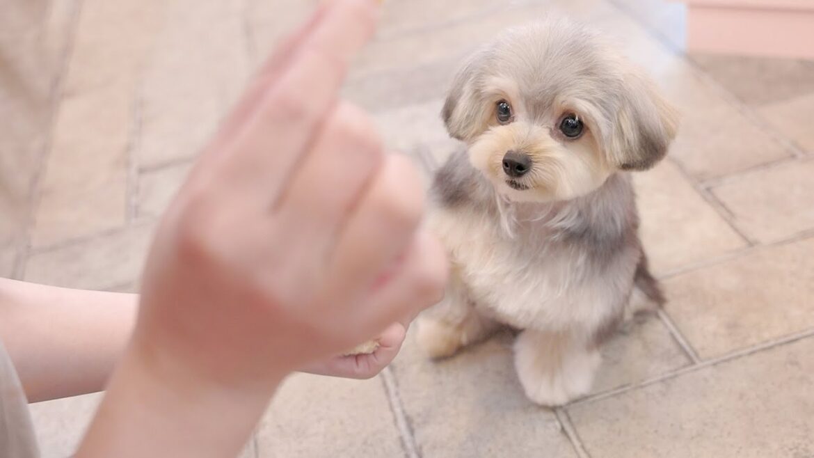 トリミングと撮影、とっても楽しかったよ!(ヨークシャーテリア×トイプードル トリミング) トリミングと撮影、とっても楽しかったよ!(ヨークシャーテリア×トイプードル トリミング)