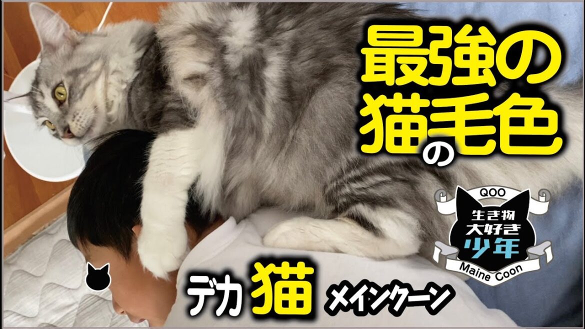 【メインクーン】大型猫の毛色はシルバータビー&ホワイト。オスの三毛猫は幸福を呼ぶ? 【メインクーン】大型猫の毛色はシルバータビー&ホワイト。オスの三毛猫は幸福を呼ぶ?