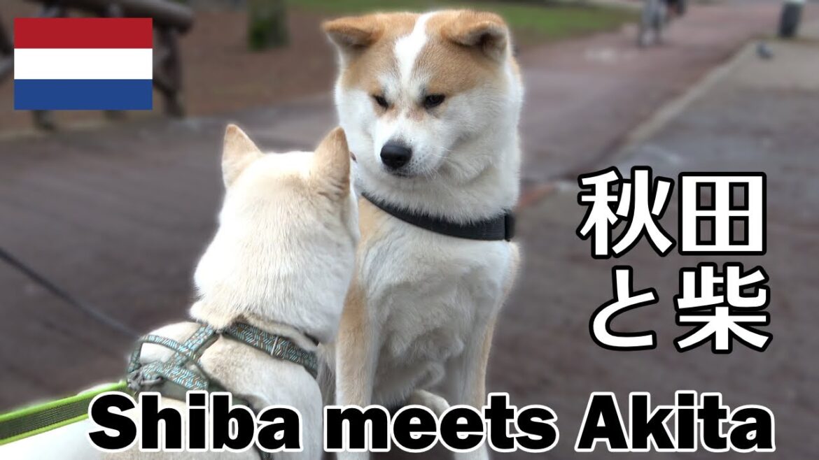 柴犬柿丸 秋田犬に出会う【オランダ / 環境音 / 4K】Kaki-Maru the Shiba Inu 柴犬柿丸 秋田犬に出会う【オランダ / 環境音 / 4K】Kaki-Maru the Shiba Inu