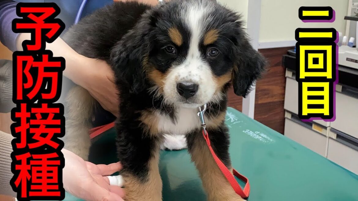 【子犬】ドギドキ😳初病院‼️予防接種‼︎バーニーズマウンテンドッグ