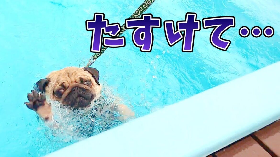 パグがドッグランで楽しく遊んだ後、プールで絶望しましたｗｗ【パグのぺろ吉pug】