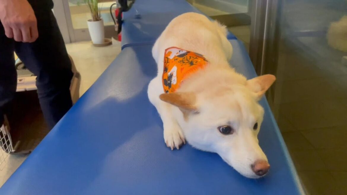 注射が終わった後過去一番恐怖心が出てしまった柴犬【後編】