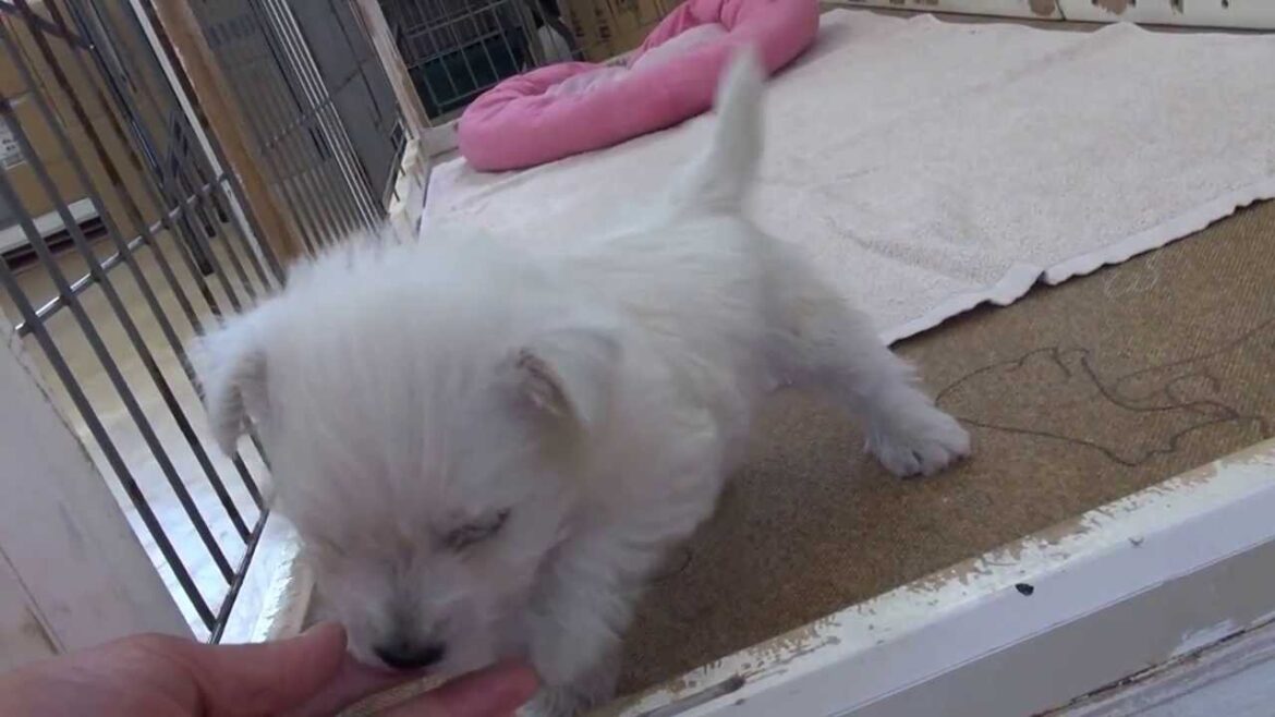 マイペースなウエストハイランドホワイトテリアの子犬★Puppy