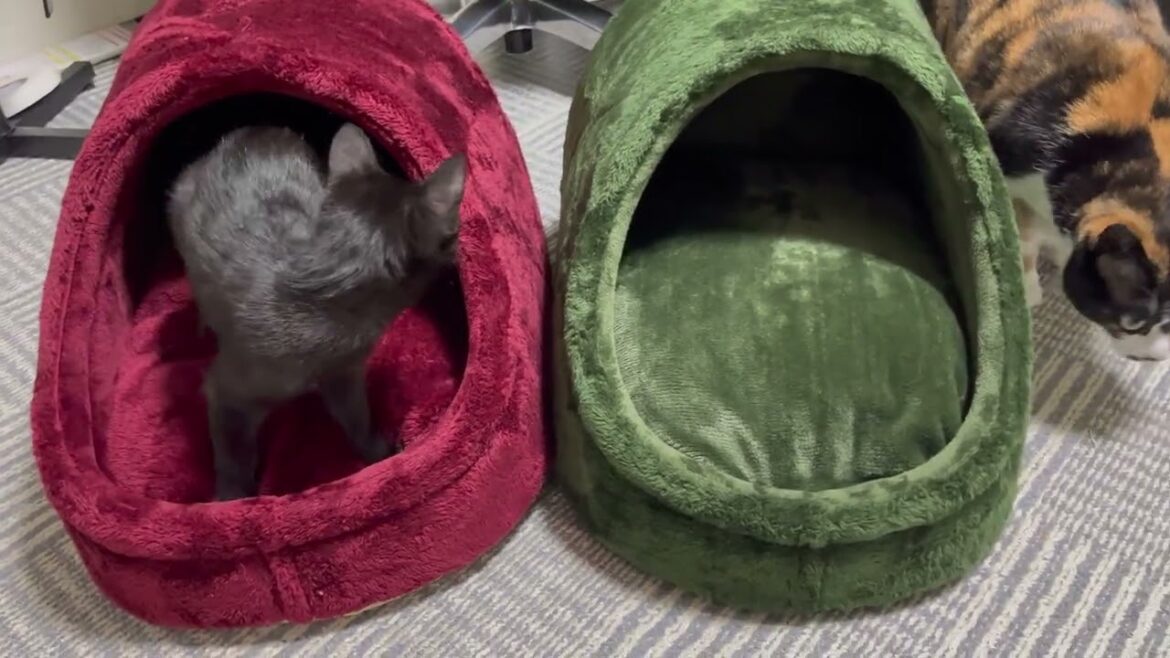 【黒猫、三毛猫】にゃんず:プレゼント企画!!【保護猫/日本猫/子猫】 【黒猫、三毛猫】にゃんず:プレゼント企画!!【保護猫/日本猫/子猫】