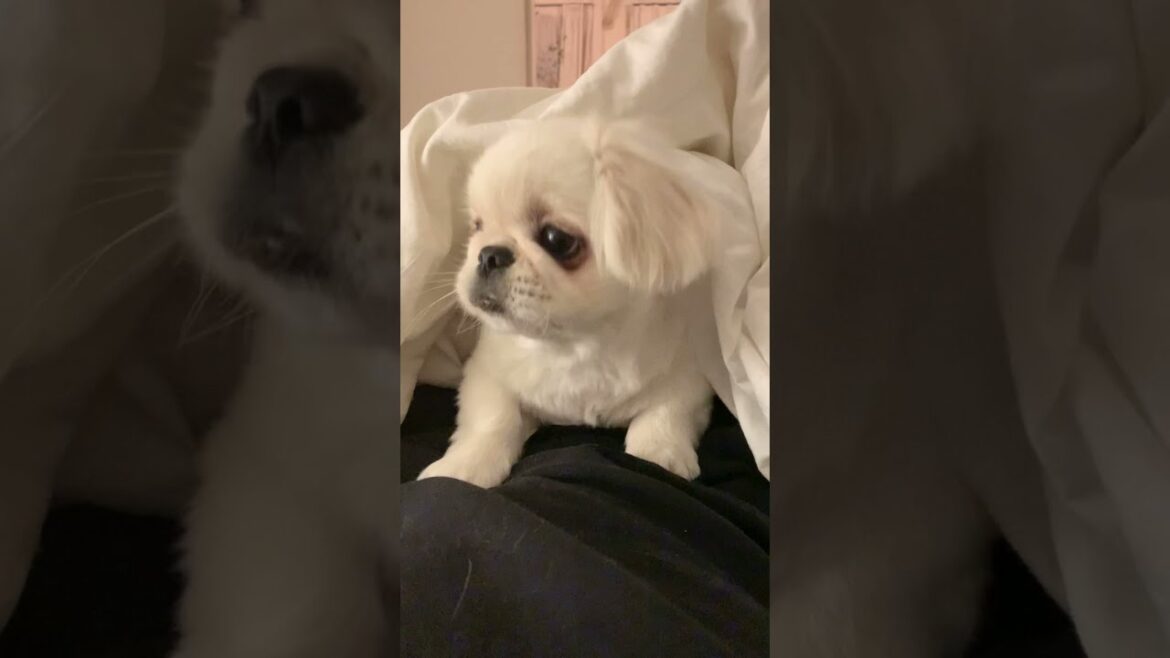 雷が怖くて飼い主から離れられない子犬ペキニーズ【ムーチョ】-Pekingese- #Shorts