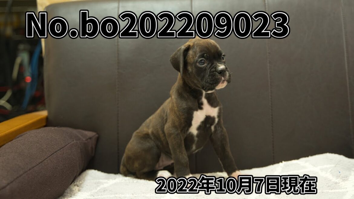 ボクサー犬の子犬販売 No.bo202209023 静岡県浜松市のブリーダー 2022年9月2日生 10月7日現在