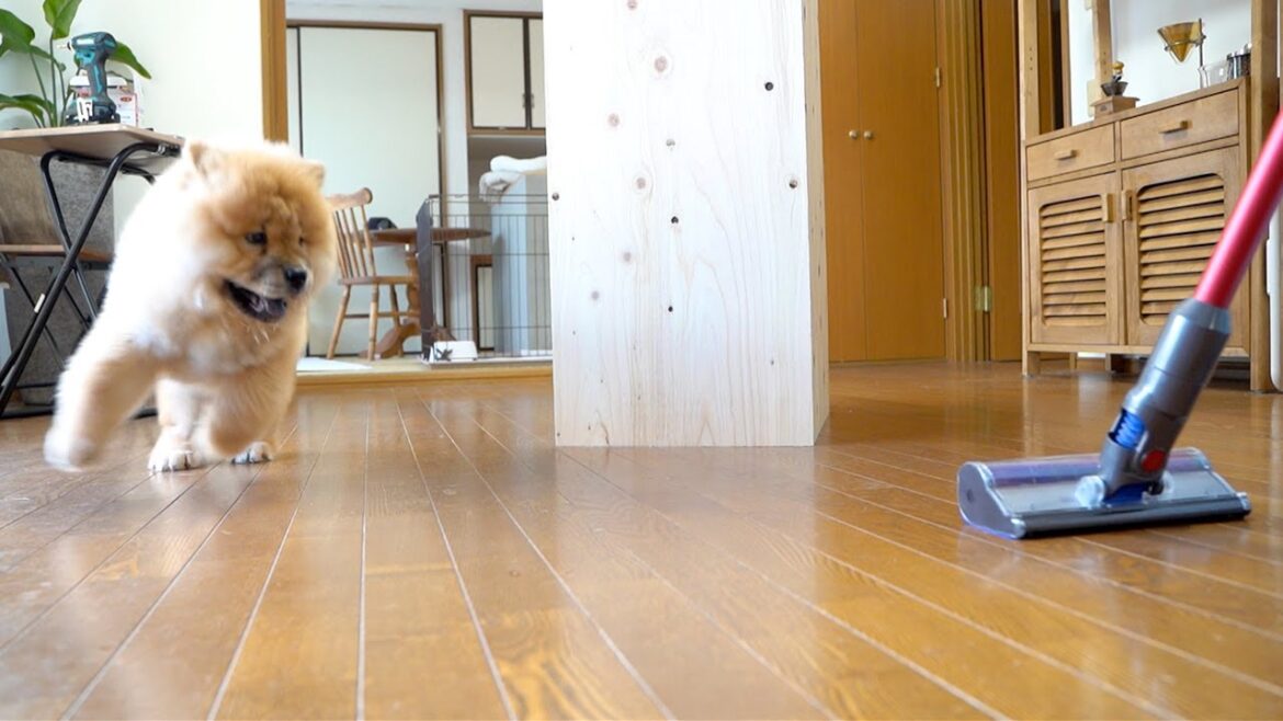 初めて掃除機を見たチャウチャウ犬の反応がかわいすぎました