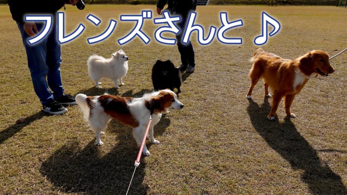 ドッグランでフレンズさんに会って来ました♪コーイケルホンディエのテラとノヴァスコシアダックトーリングレトリバーのピコとの暮らし【多頭飼い】【レア犬】
