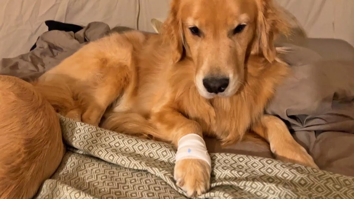 楽しいはずのキャンプがケガしてテンション下がりまくりの愛犬