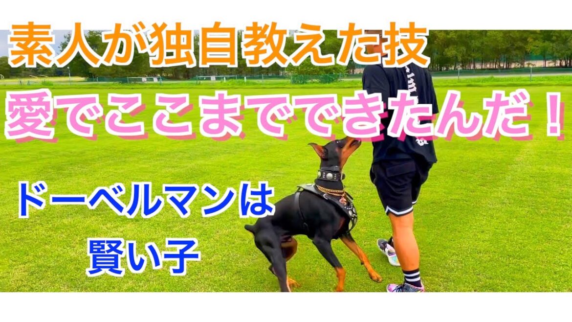 【素人の飼い主が独自でここまで教えれた技】ドーベルマンはやっぱり頭がいいのか？いや、愛があればできるさ！！【サッカー遊びもします】