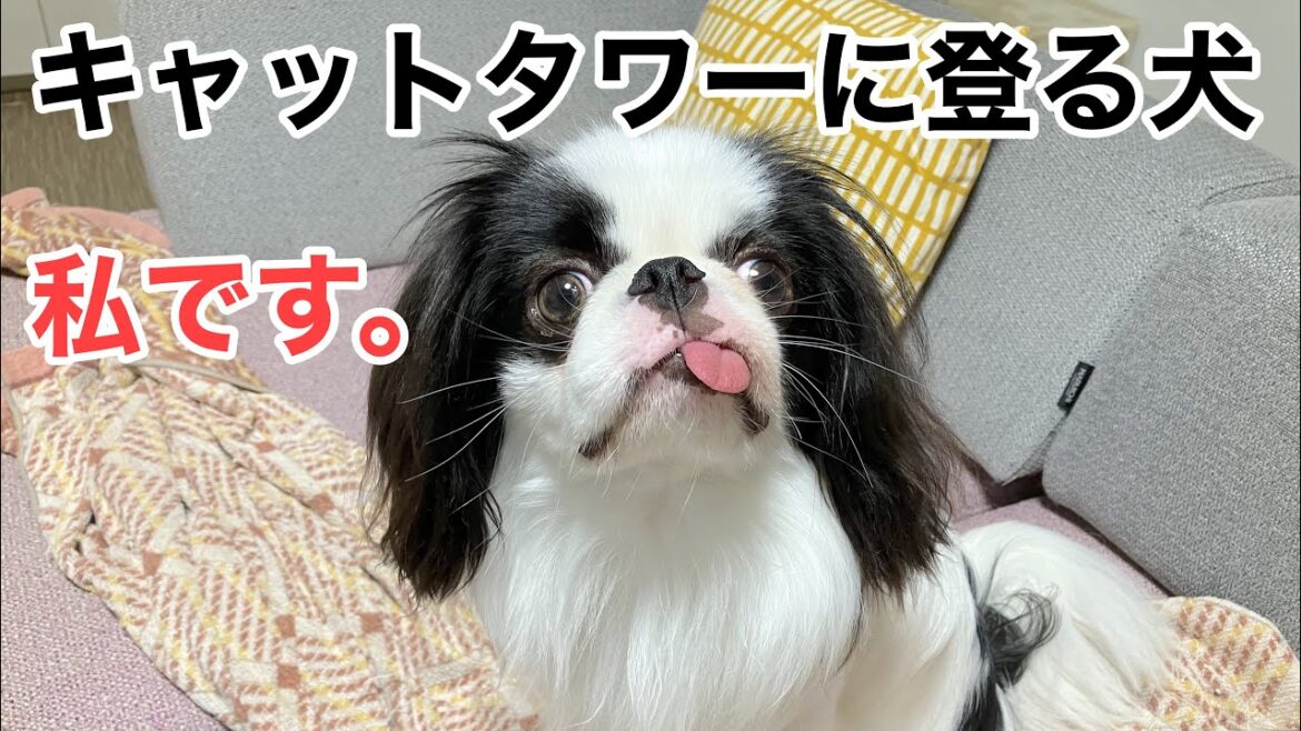 キャットタワーに登る犬（実録編）【狆】