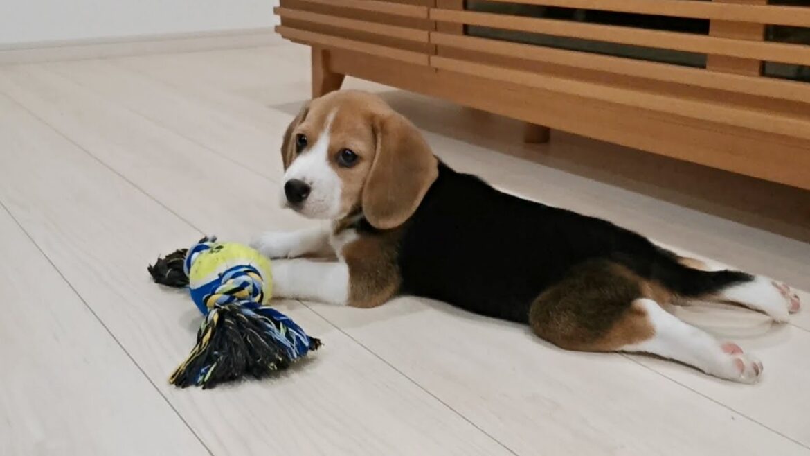 散ったモノと生き残りでふり返るビーグル子犬のかわいい1年