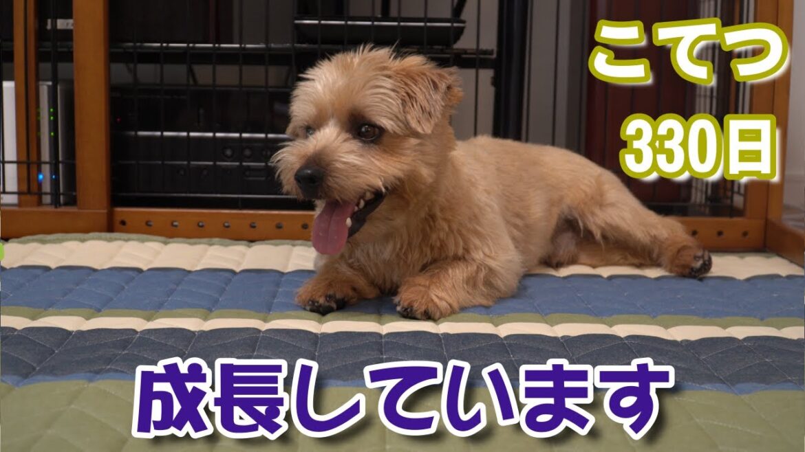 ノーフォークテリア　こてつ少し成長しました！