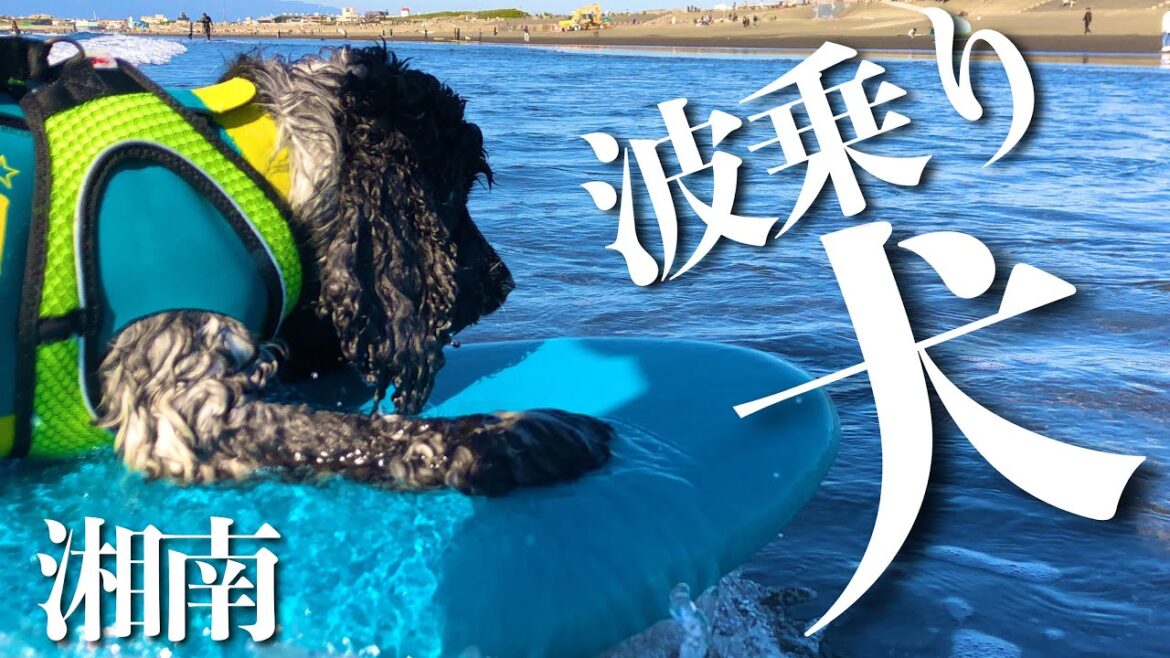 【ドッグサーフィン#10】プロモーションビデオ風 in 湘南鵠沼　イングリッシュコッカースパニエル「みみ」