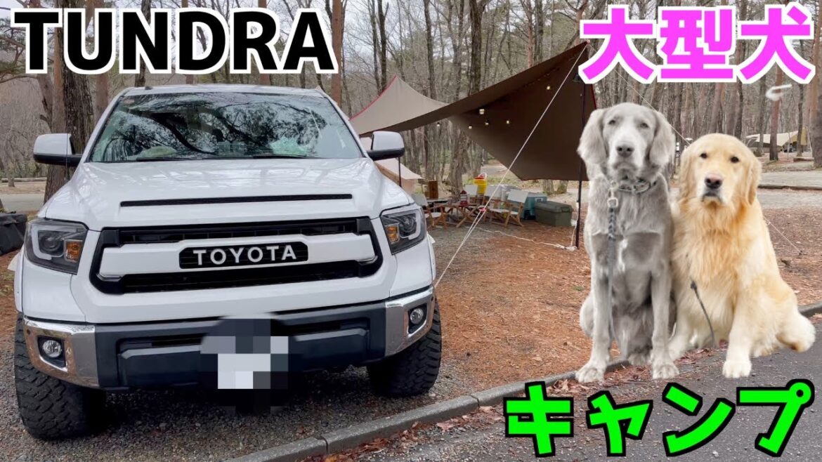 【タンドラ】に乗ってキャンプに行くゴールデンレトリバーとワイマラナー