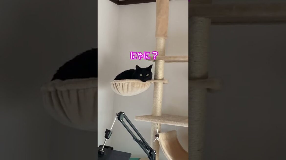 #Shorts 黒猫シエルのお部屋紹介 №354 日本猫ねこ協会 推し猫グランプリ #Shorts 黒猫シエルのお部屋紹介 №354 日本猫ねこ協会 推し猫グランプリ