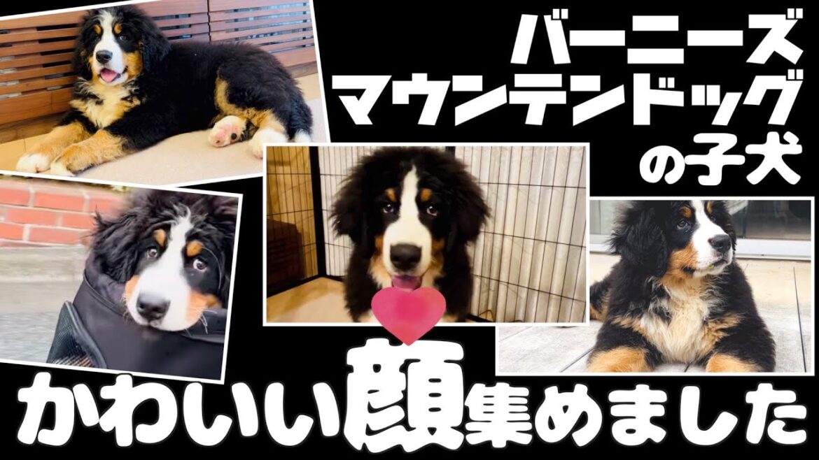 バーニーズマウンテンドッグのかわいい表情を集めてみました