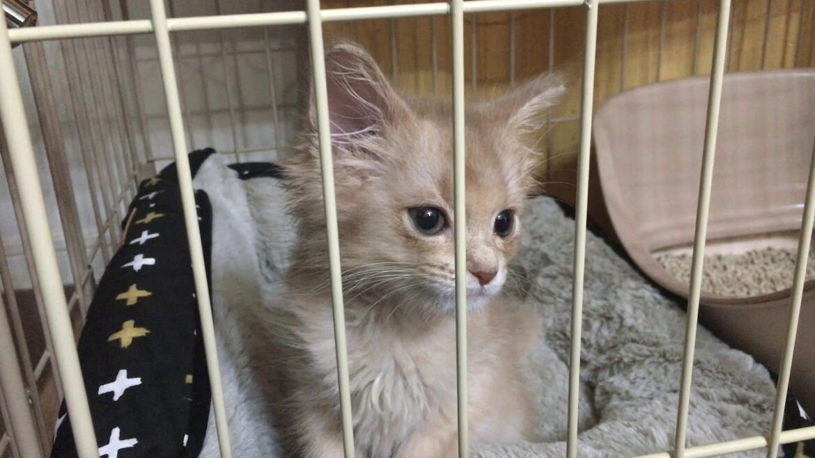 ソマリのマリカ♀(1日目)/猫Vlog