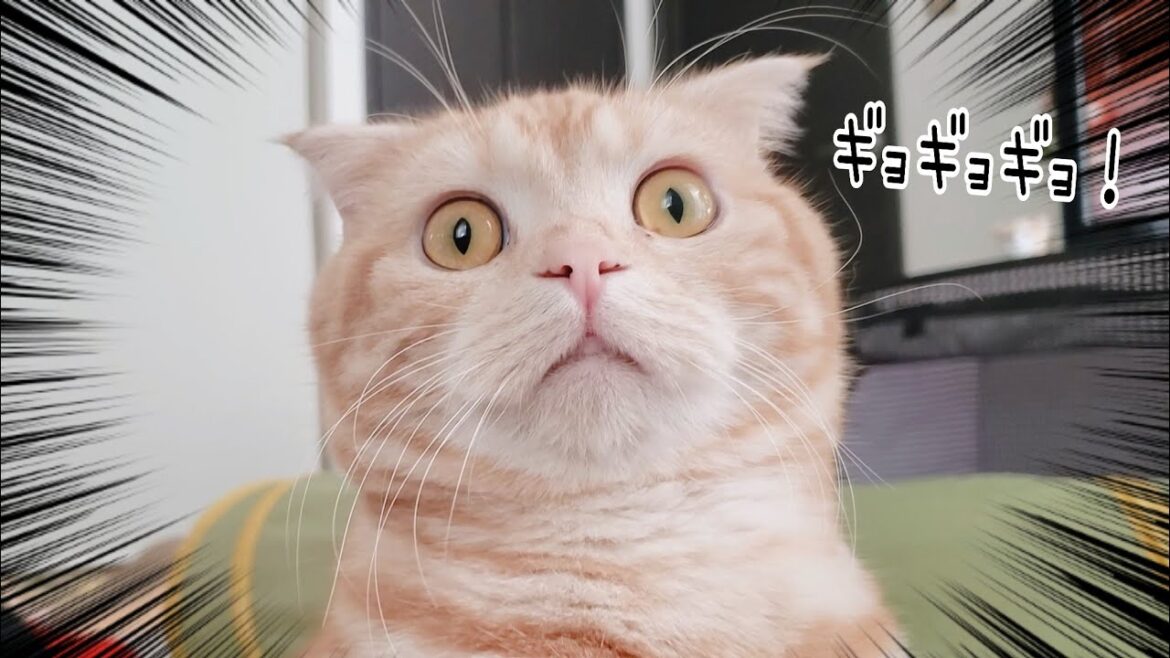 目力がすごすぎる猫【おっとりスコティッシュフォールドのチロルちゃん】