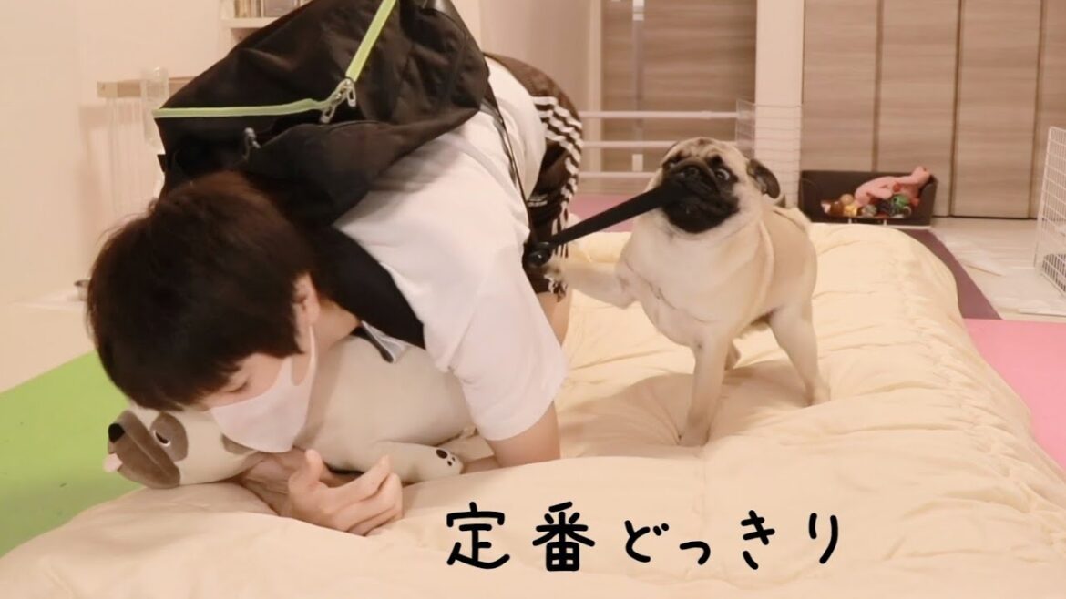 【パグ】ぬいぐるみと愛犬を間違うドッキリを世界一全力で仕掛けたら笑いと感動が生まれた 【パグ】ぬいぐるみと愛犬を間違うドッキリを世界一全力で仕掛けたら笑いと感動が生まれた