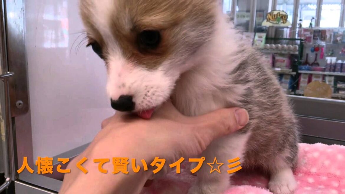 ウェルシュ・コーギー・ペンブロークの子犬が可愛くてもう♥